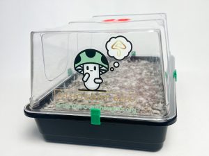 Thought Box Starter Kit | Medium