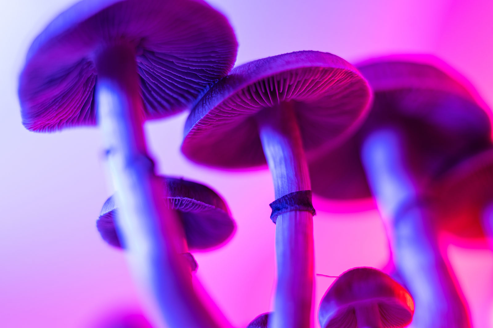 Psilocybin affects the brain in a way that’s both gentle and profoundly complex. 